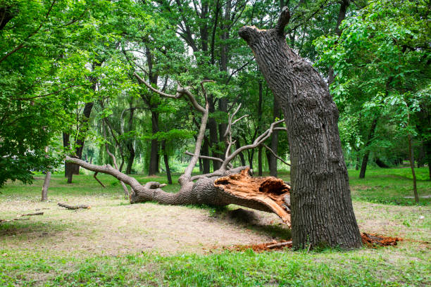 Best Tree Disease Treatment  in Stromsburg, NE