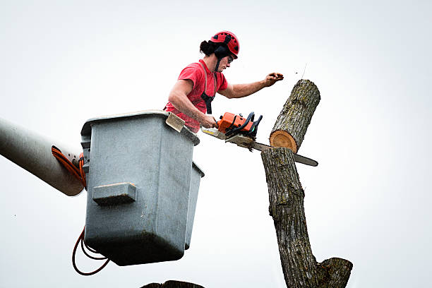 Best Storm Damage Tree Cleanup  in Stromsburg, NE